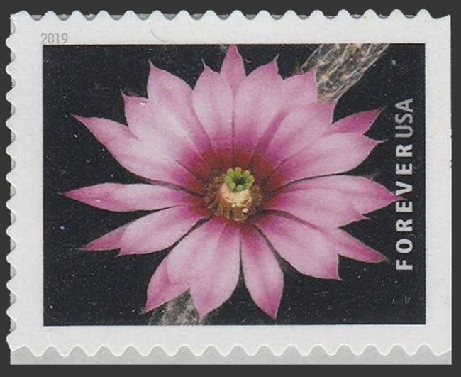 US 2019 Dahlia Hedgehog Cactus ; Cactus Flowers 55c. Scott. 5353