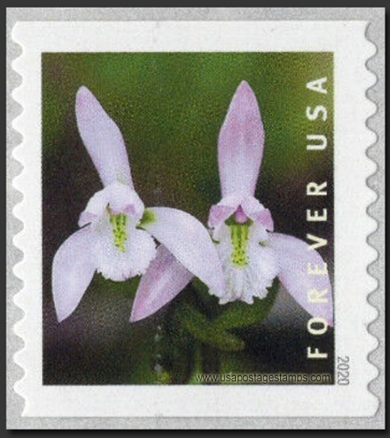 US 2020 Three Birds Orchid ; Coil 55c. Scott. 5439