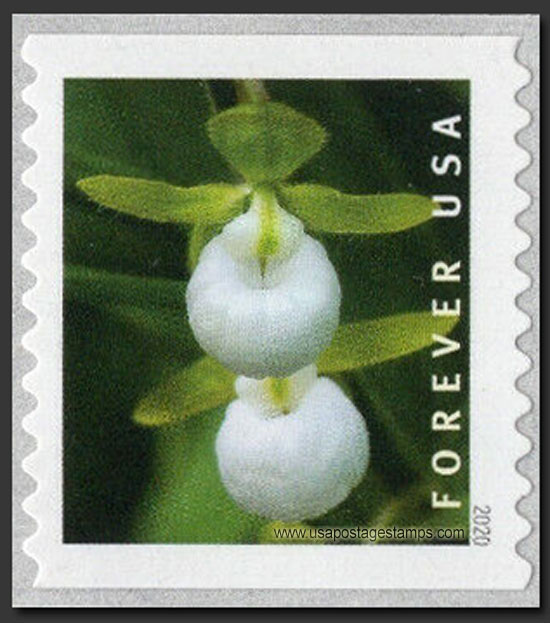 US 2020 California Lady's Slipper Orchid ; Coil 55c. Scott. 5440