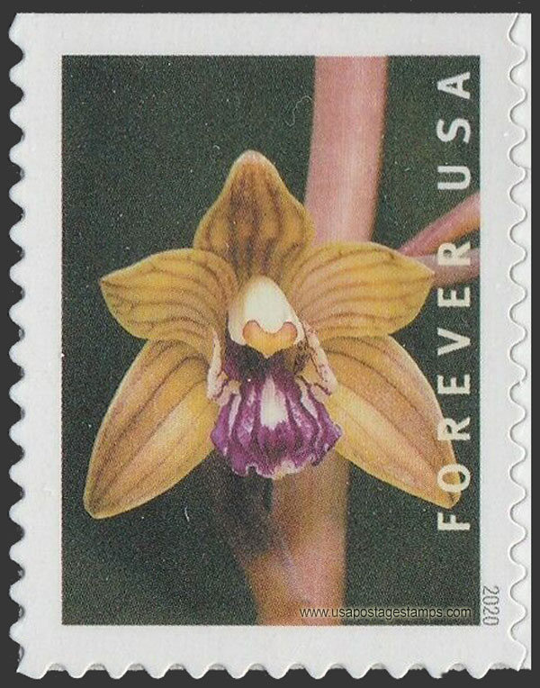 US 2020 Crested Coralroot Orchid ; Coil 55c. Scott. 5441