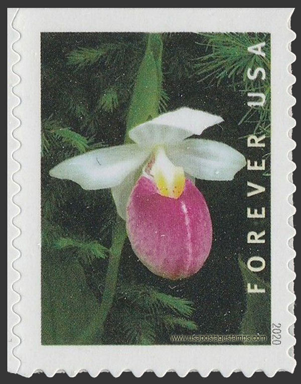 US 2020 Showy Lady's Slipper Orchid ; Coil 55c. Scott. 5442