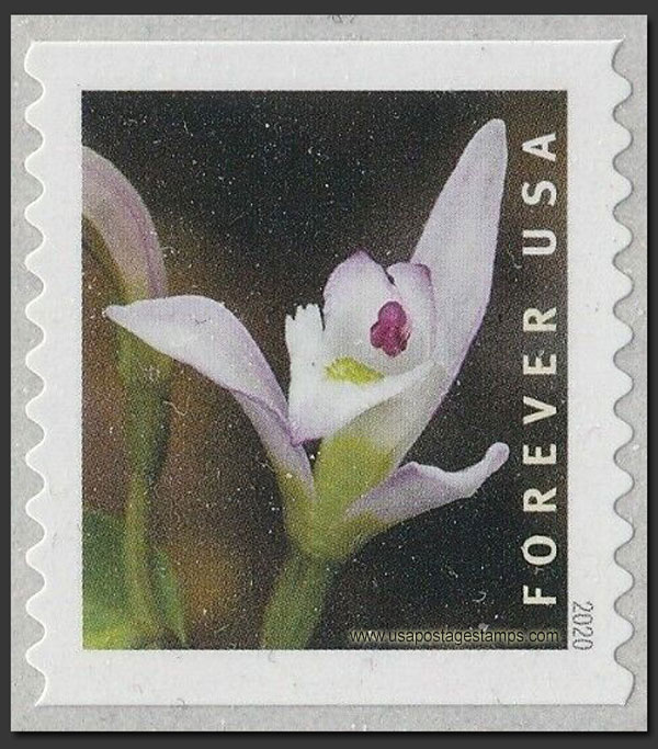 US 2020 Three Birds Orchid ; Coil 55c. Scott. 5444