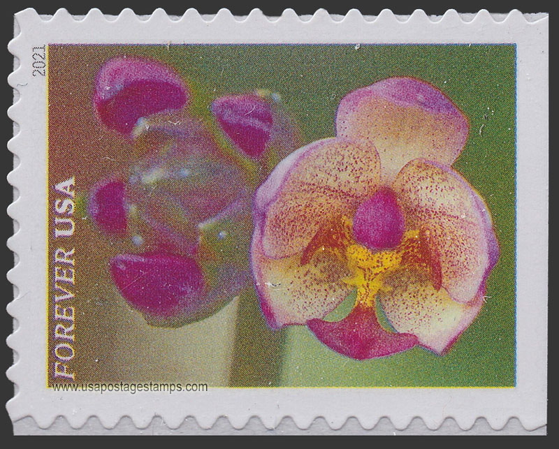 US 2021 Pink and White Moth Orchid : Garden Flowers 55c. Scott. 5561