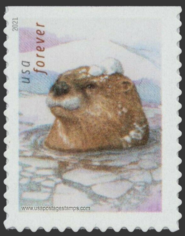 US 2021 Otter in Water 58c. Scott. 5648