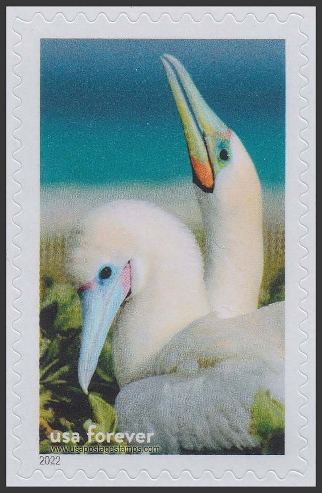 US 2022 Red-footed boobies, Papahanaumokuakea Marine Nat Monument ; National Marine Sanctuary 60c. Scott. 5713b