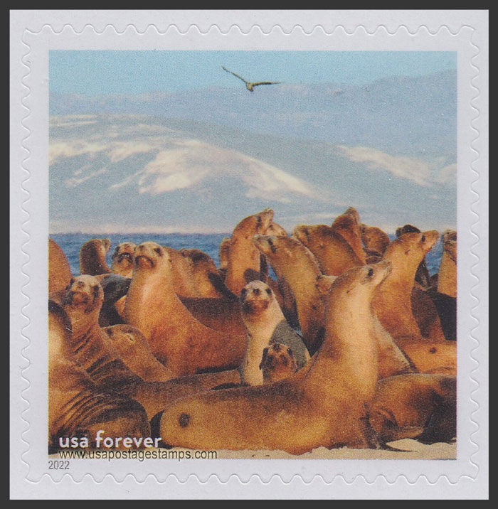 US 2022 Sea Lions, Channel Islands National Marine Sanctuary 60c. Scott. 5713m