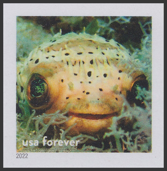 US 2022 Balloon Fish, Florida Keys ; National Marine Sanctuary, Imperf. 60c. Scott. 5713qa