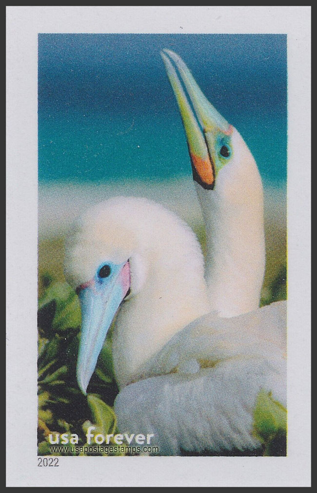 US 2022 Red-footed boobies, Papahanaumokuakea Marine Nat Monument ; National Marine Sanctuary 60c. Scott. 5713qb