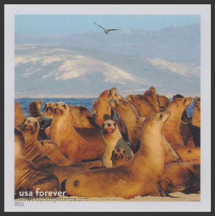 US 2022 Sea Lions, Channel Islands National Marine Sanctuary 60c. Scott. 5713qm