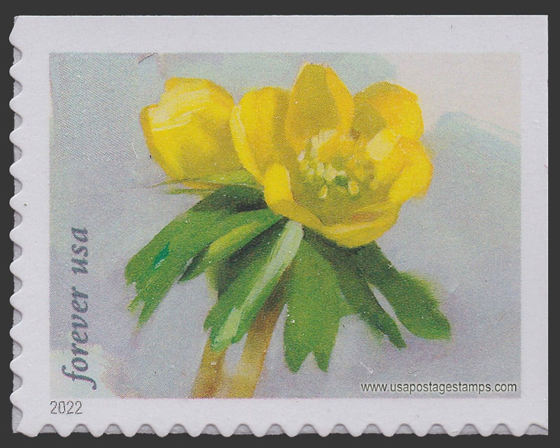 US 2022 Winter aconite : Snowy Beauty 60c. Scott. 5728